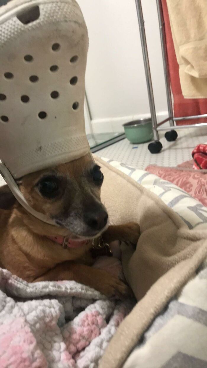 Pets-Slipper-Hats-Crocs