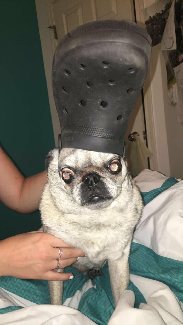 Pets-Slipper-Hats-Crocs