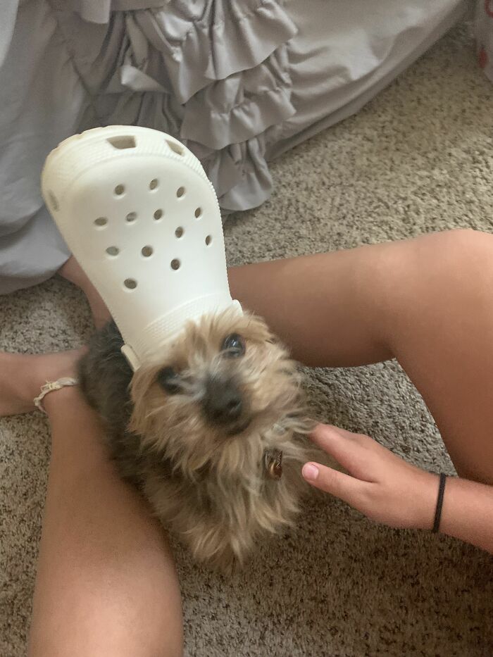 Pets-Slipper-Hats-Crocs