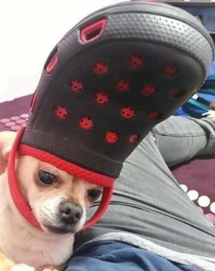 Pets-Slipper-Hats-Crocs