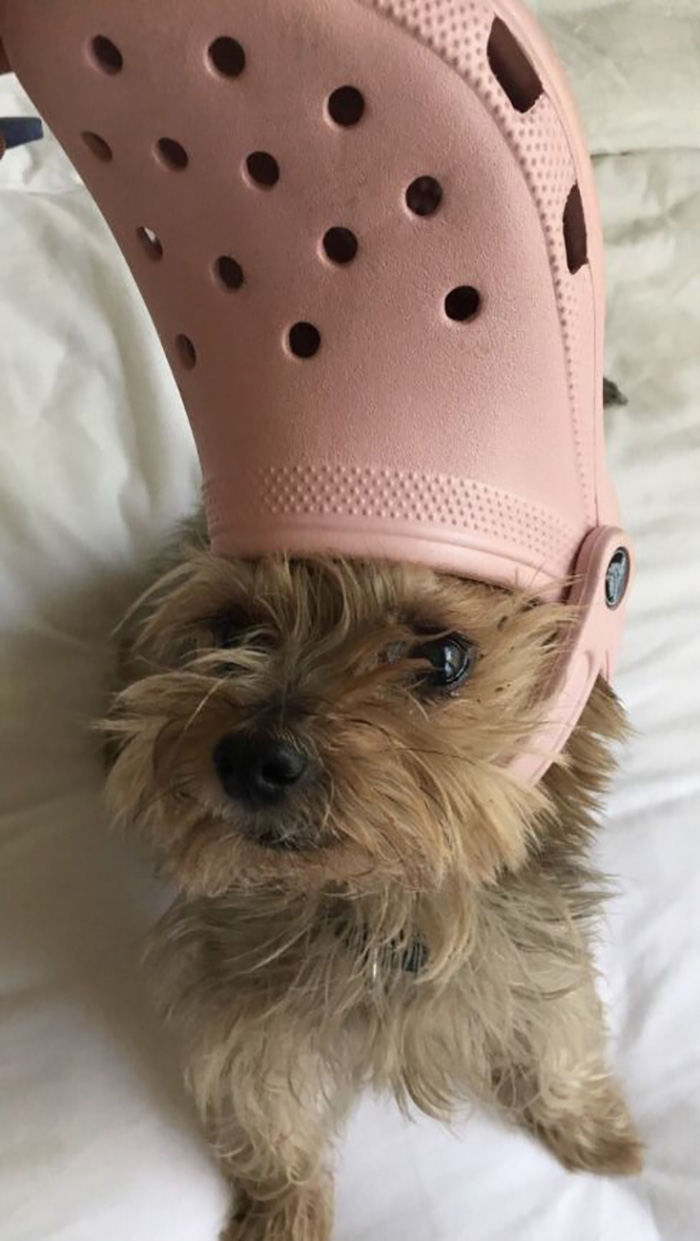 Pets-Slipper-Hats-Crocs