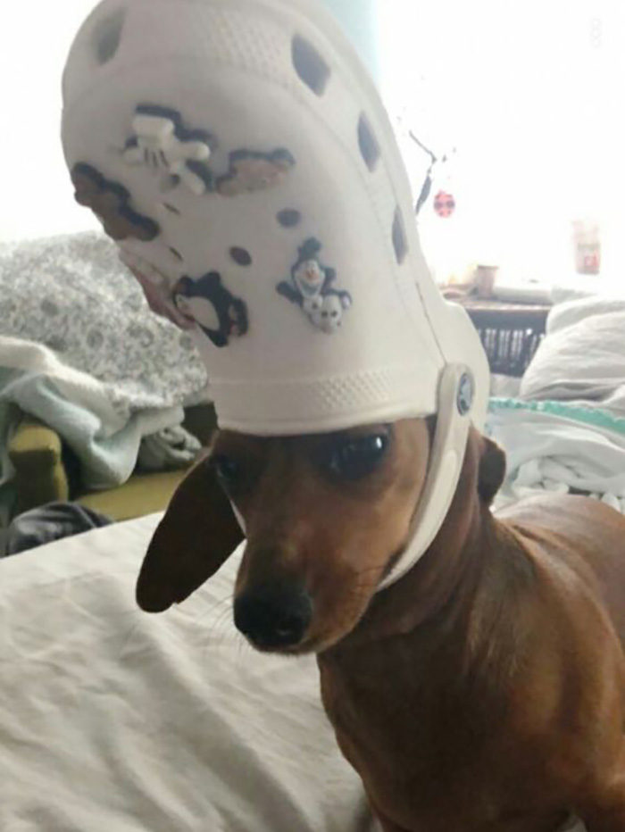 Pets-Slipper-Hats-Crocs