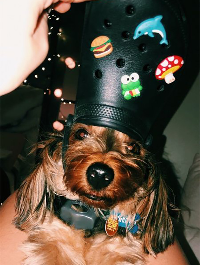 Pets-Slipper-Hats-Crocs