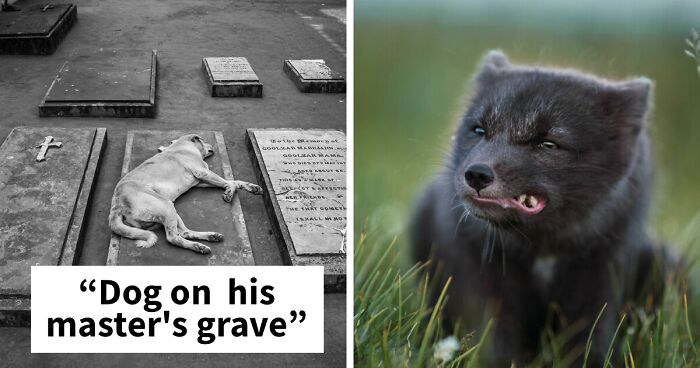 50 Of The Best Photos From Our #Animals2020 Contest To Brighten Your Day