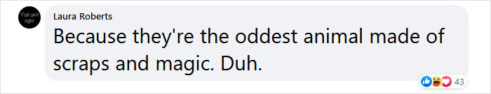 Scientists Just Realized That Platypuses Glow Under A UV Light, Further Adding To The Bizarreness Of The Animal