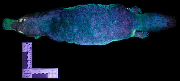 Scientists Just Realized That Platypuses Glow Under A UV Light, Further Adding To The Bizarreness Of The Animal
