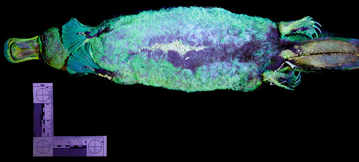 Scientists Just Realized That Platypuses Glow Under A UV Light, Further Adding To The Bizarreness Of The Animal