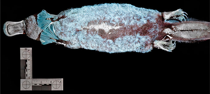 Scientists Just Realized That Platypuses Glow Under A UV Light, Further Adding To The Bizarreness Of The Animal Scientists Just Realized That Platypuses Glow Under A UV Light, Further Adding To The Bizarreness Of The Animal
