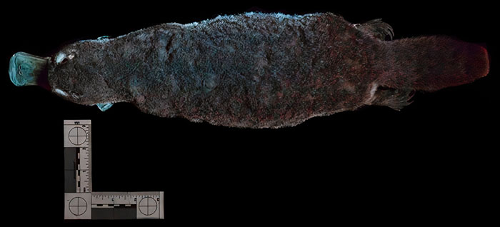 Scientists Just Realized That Platypuses Glow Under A UV Light, Further Adding To The Bizarreness Of The Animal