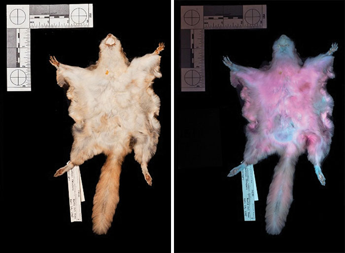 Scientists Just Realized That Platypuses Glow Under A UV Light, Further Adding To The Bizarreness Of The Animal