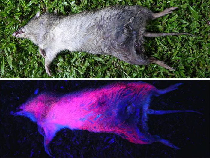 Scientists Just Realized That Platypuses Glow Under A UV Light, Further Adding To The Bizarreness Of The Animal Scientists Just Realized That Platypuses Glow Under A UV Light, Further Adding To The Bizarreness Of The Animal