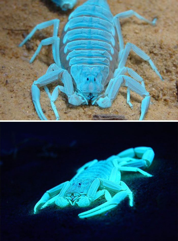 Scientists Just Realized That Platypuses Glow Under A UV Light, Further Adding To The Bizarreness Of The Animal Scientists Just Realized That Platypuses Glow Under A UV Light, Further Adding To The Bizarreness Of The Animal