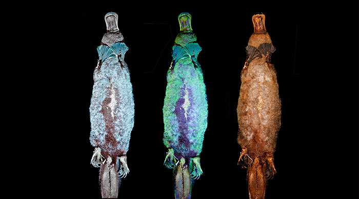 Scientists Just Realized That Platypuses Glow Under A UV Light, Further Adding To The Bizarreness Of The Animal