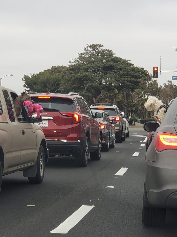 The Cutest Moment Of My Life, The Brown Doggie Went Back Inside The Car To Grab The Stuffed Animals To Offer It To The Other Doggie