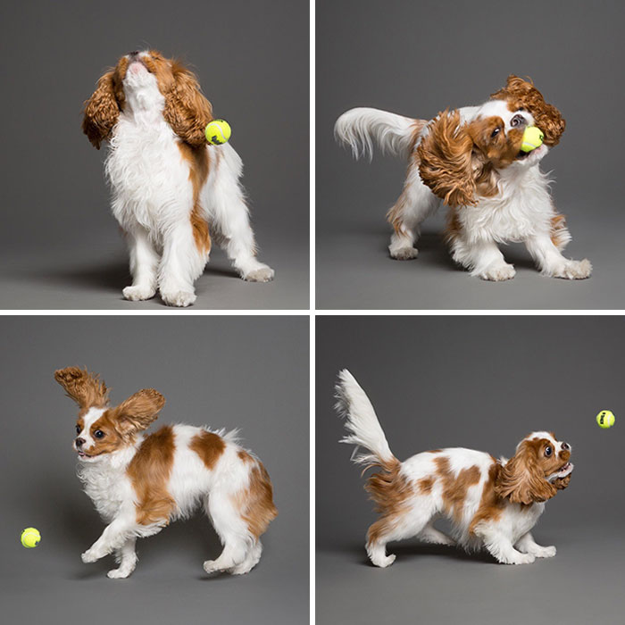My Pup Playing With Her Favorite Toy