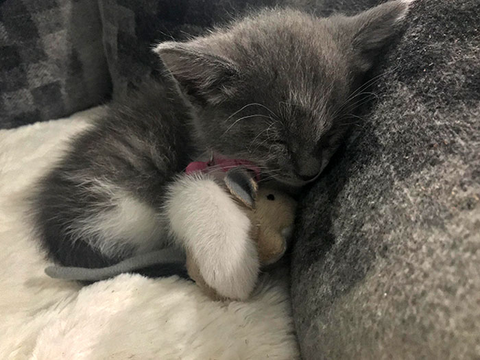 The Kitten We Rescued. Meet Luna, Sleeping With Her Toy Mouse