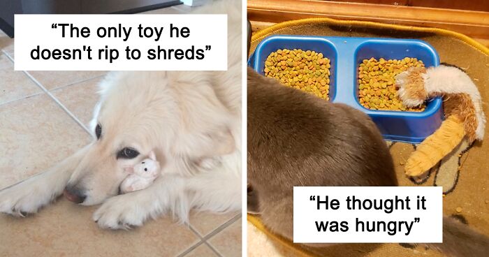 People Are Sharing Pictures Of Their Pets Refusing To Part With Their Favorite Toys, And They’re Too Pure (40 Pics)
