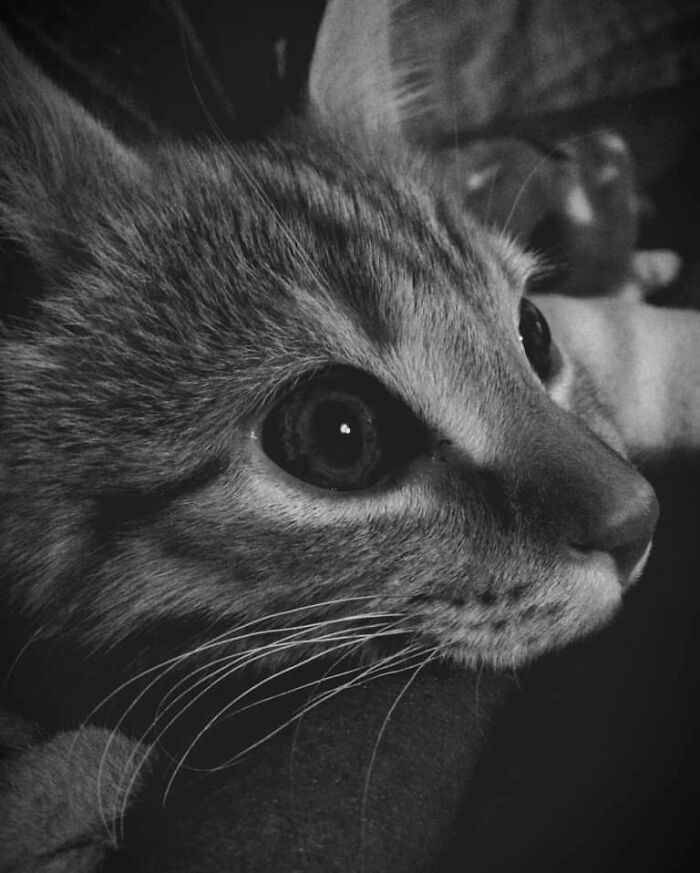 My Beautiful Peter, 11.09.14-15.03.20