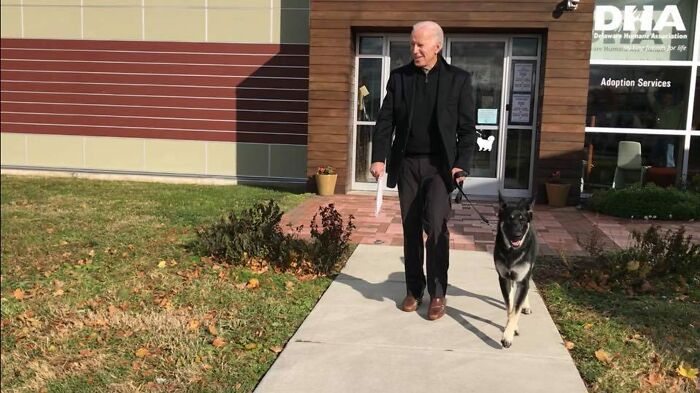 Turns Out, Joe Biden's Dog Major Will Be The First Shelter Dog To Live In The White House In History Turns Out, Joe Biden's Dog Major Will Be The First Shelter Dog To Live In The White House In History