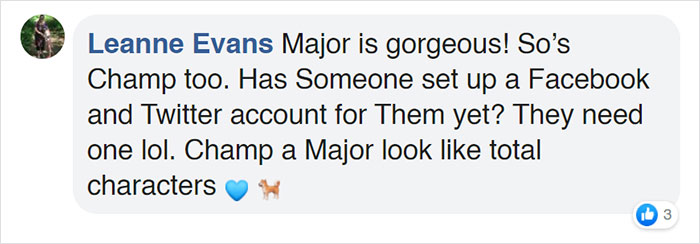 Turns Out, Joe Biden's Dog Major Will Be The First Shelter Dog To Live In The White House In History Turns Out, Joe Biden's Dog Major Will Be The First Shelter Dog To Live In The White House In History