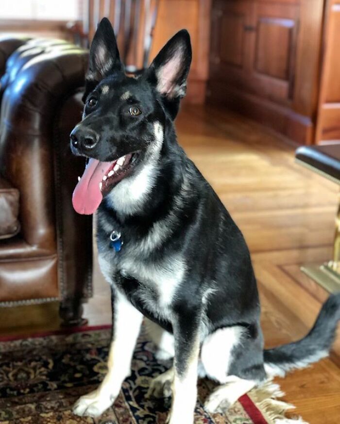 Turns Out, Joe Biden's Dog Major Will Be The First Shelter Dog To Live In The White House In History Turns Out, Joe Biden's Dog Major Will Be The First Shelter Dog To Live In The White House In History