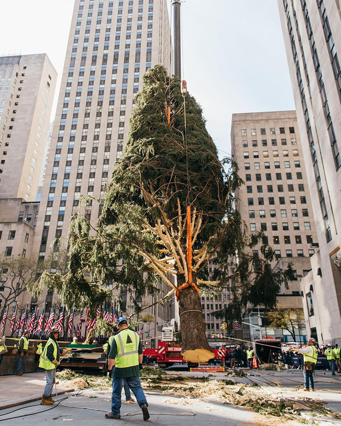 Rockefeller Center Put Up A Christmas Tree, Everyone Started Mocking It, So They Clapped Back