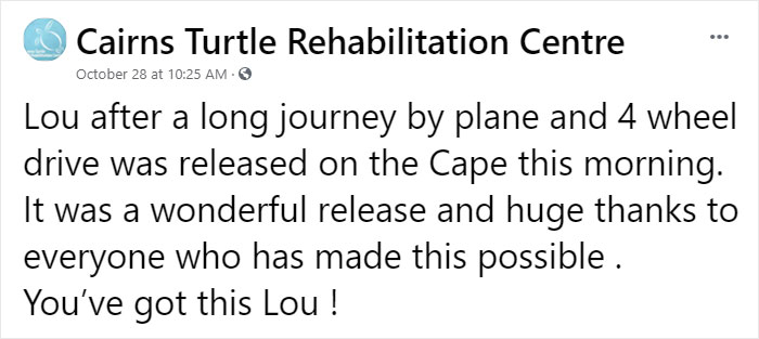 Sea Turtle Named Lou Learns To Swim Again After Losing Two Flippers In Fishing Nets Sea Turtle Named Lou Learns To Swim Again After Losing Two Flippers In Fishing Nets