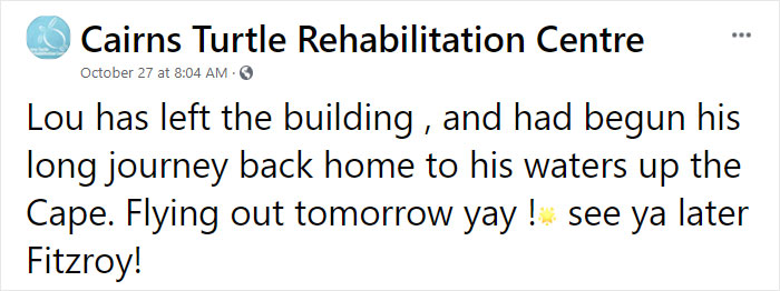 Sea Turtle Named Lou Learns To Swim Again After Losing Two Flippers In Fishing Nets