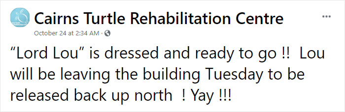 Sea Turtle Named Lou Learns To Swim Again After Losing Two Flippers In Fishing Nets