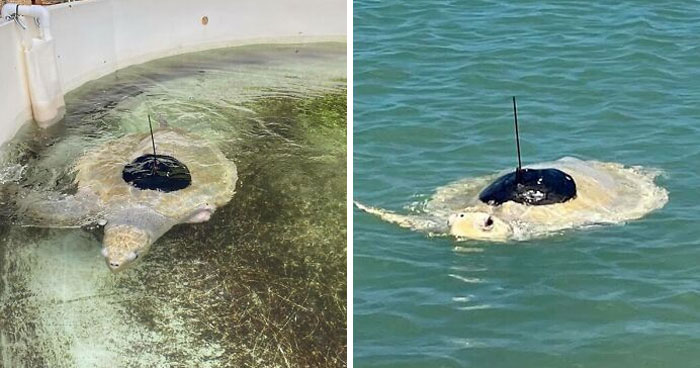 Sea Turtle Named Lou Learns To Swim Again After Losing Two Flippers In Fishing Nets