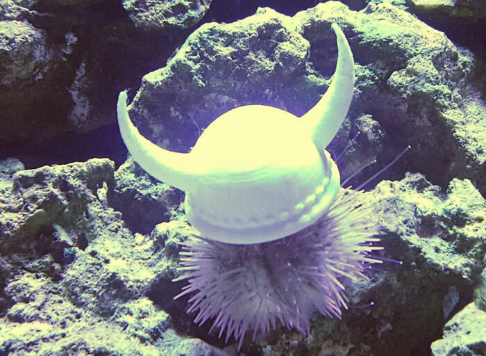 Turns Out, Sea Urchins Like To Use Shells As Hats, So People 3D-Print Them Some Cool Ones Turns Out, Sea Urchins Like To Use Shells As Hats, So People 3D-Print Them Some Cool Ones