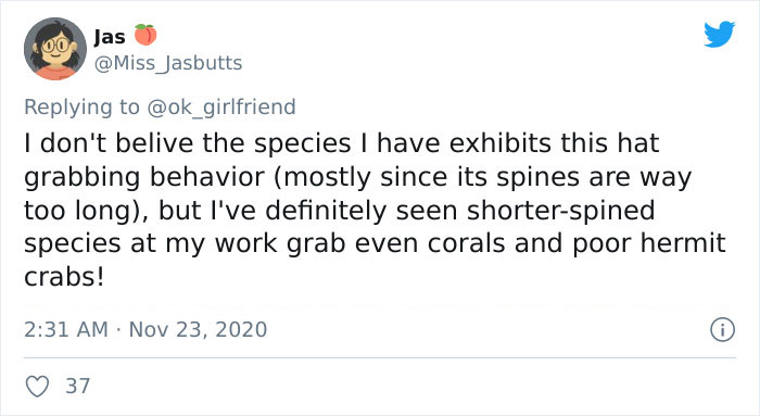 Turns Out, Sea Urchins Like To Use Shells As Hats, So People 3D-Print Them Some Cool Ones Turns Out, Sea Urchins Like To Use Shells As Hats, So People 3D-Print Them Some Cool Ones