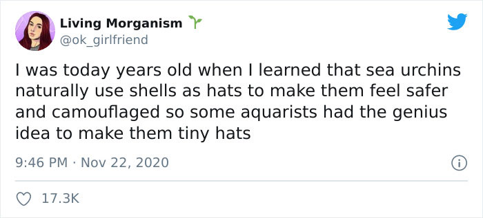 Turns Out, Sea Urchins Like To Use Shells As Hats, So People 3D-Print Them Some Cool Ones