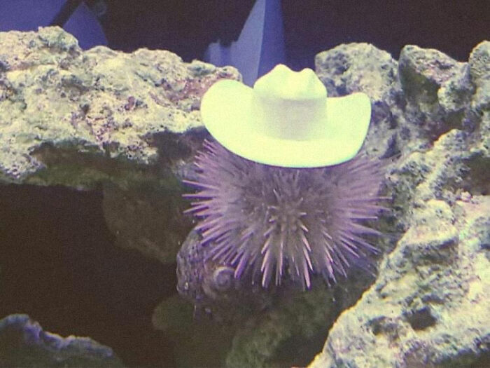 Turns Out, Sea Urchins Like To Use Shells As Hats, So People 3D-Print Them Some Cool Ones