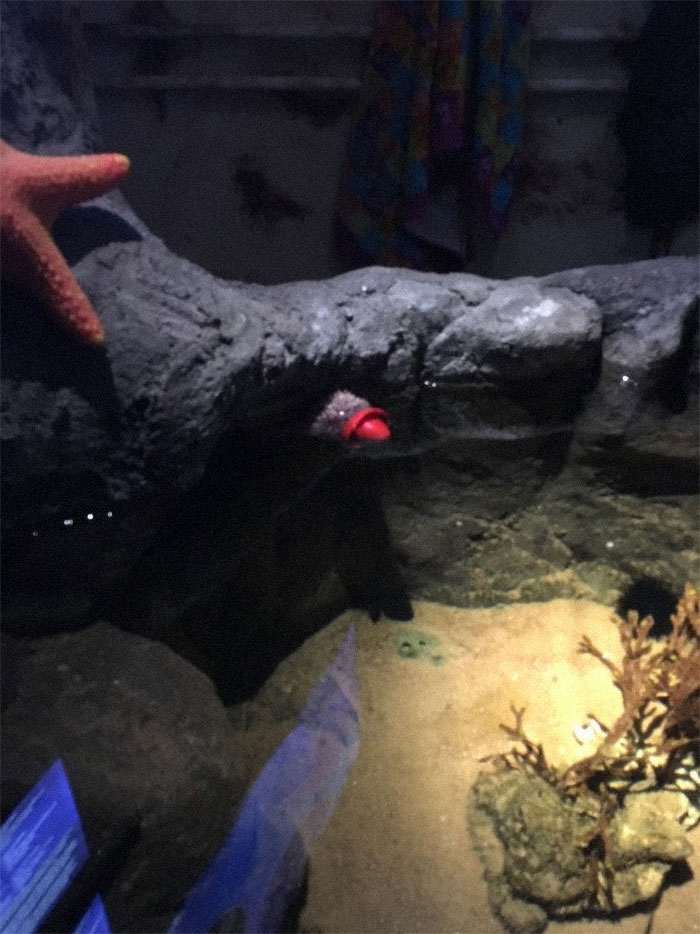 Turns Out, Sea Urchins Like To Use Shells As Hats, So People 3D-Print Them Some Cool Ones Turns Out, Sea Urchins Like To Use Shells As Hats, So People 3D-Print Them Some Cool Ones