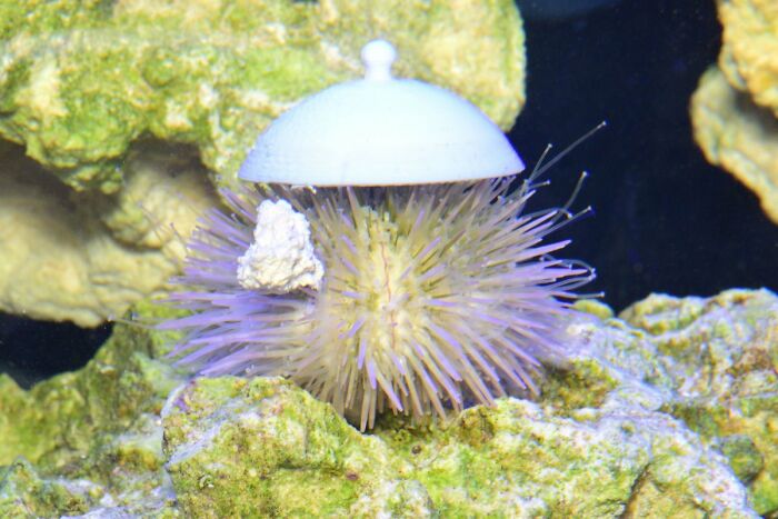 Turns Out, Sea Urchins Like To Use Shells As Hats, So People 3D-Print Them Some Cool Ones