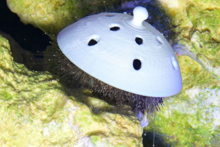 Turns Out, Sea Urchins Like To Use Shells As Hats, So People 3D-Print Them Some Cool Ones Turns Out, Sea Urchins Like To Use Shells As Hats, So People 3D-Print Them Some Cool Ones