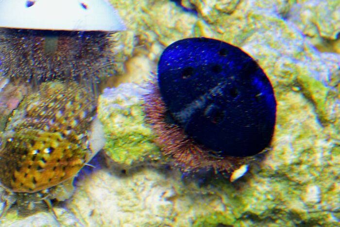 Turns Out, Sea Urchins Like To Use Shells As Hats, So People 3D-Print Them Some Cool Ones