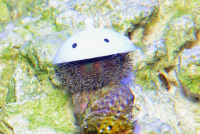Turns Out, Sea Urchins Like To Use Shells As Hats, So People 3D-Print Them Some Cool Ones