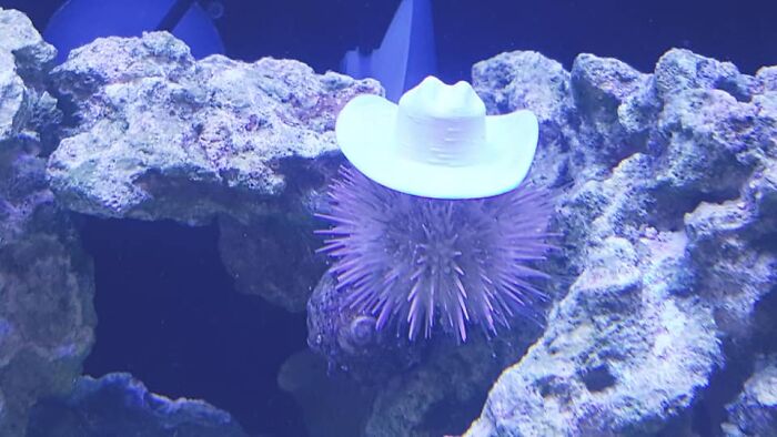 Turns Out, Sea Urchins Like To Use Shells As Hats, So People 3D-Print Them Some Cool Ones