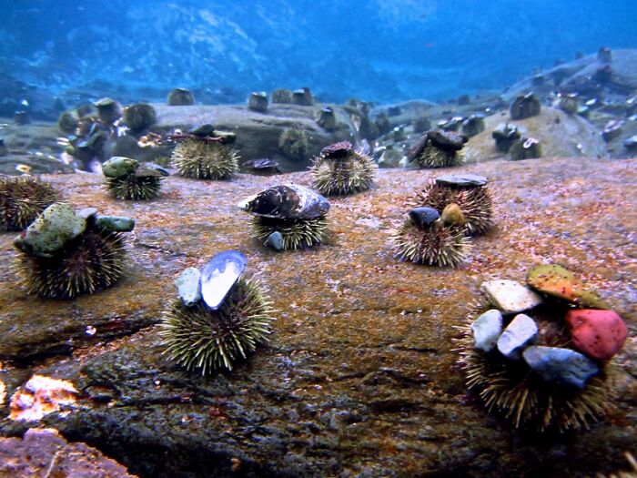 Turns Out, Sea Urchins Like To Use Shells As Hats, So People 3D-Print Them Some Cool Ones
