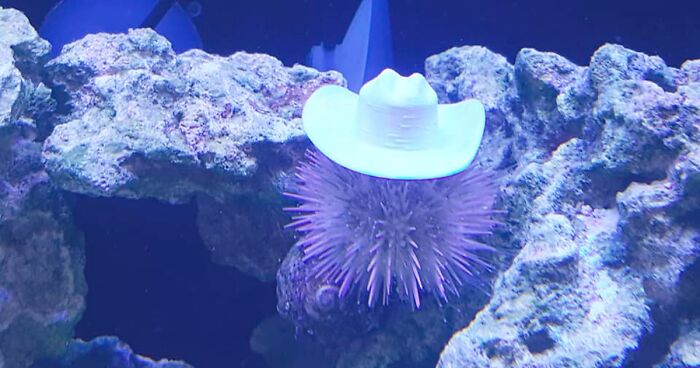 Turns Out, Sea Urchins Like To Use Shells As Hats, So People 3D-Print Them Some Cool Ones