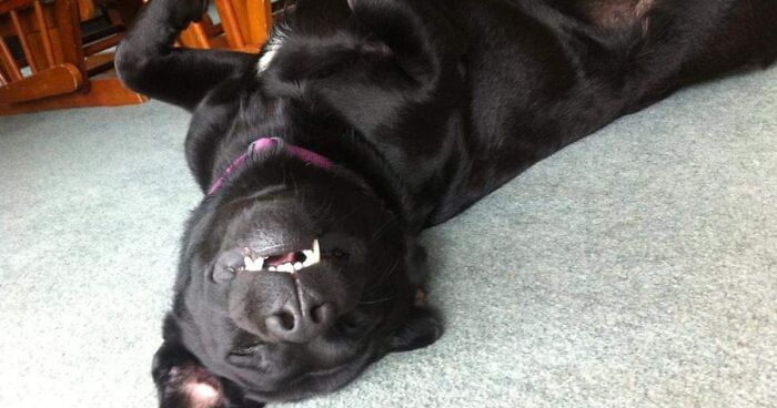 Share Unflattering Photos Of Your Pets (Closed)