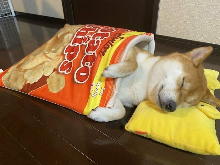 This Shiba Inu Napping Inside A Potato Chip Bag-Like Bed Is The Daily Dose Of Internet You Need Today (16 Pics) This Shiba Inu Napping Inside A Potato Chip Bag-Like Bed Is The Daily Dose Of Internet You Need Today (16 Pics)