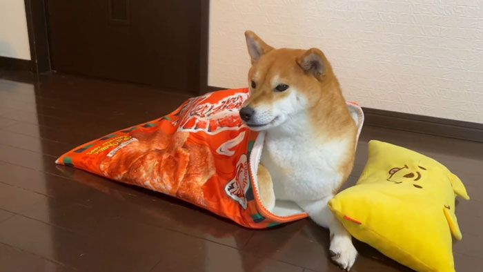 This Shiba Inu Napping Inside A Potato Chip Bag-Like Bed Is The Daily Dose Of Internet You Need Today (16 Pics) This Shiba Inu Napping Inside A Potato Chip Bag-Like Bed Is The Daily Dose Of Internet You Need Today (16 Pics)