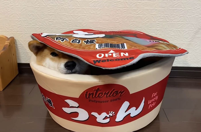 This Shiba Inu Napping Inside A Potato Chip Bag-Like Bed Is The Daily Dose Of Internet You Need Today (16 Pics) This Shiba Inu Napping Inside A Potato Chip Bag-Like Bed Is The Daily Dose Of Internet You Need Today (16 Pics)