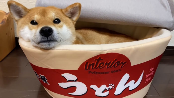 This Shiba Inu Napping Inside A Potato Chip Bag-Like Bed Is The Daily Dose Of Internet You Need Today (16 Pics)