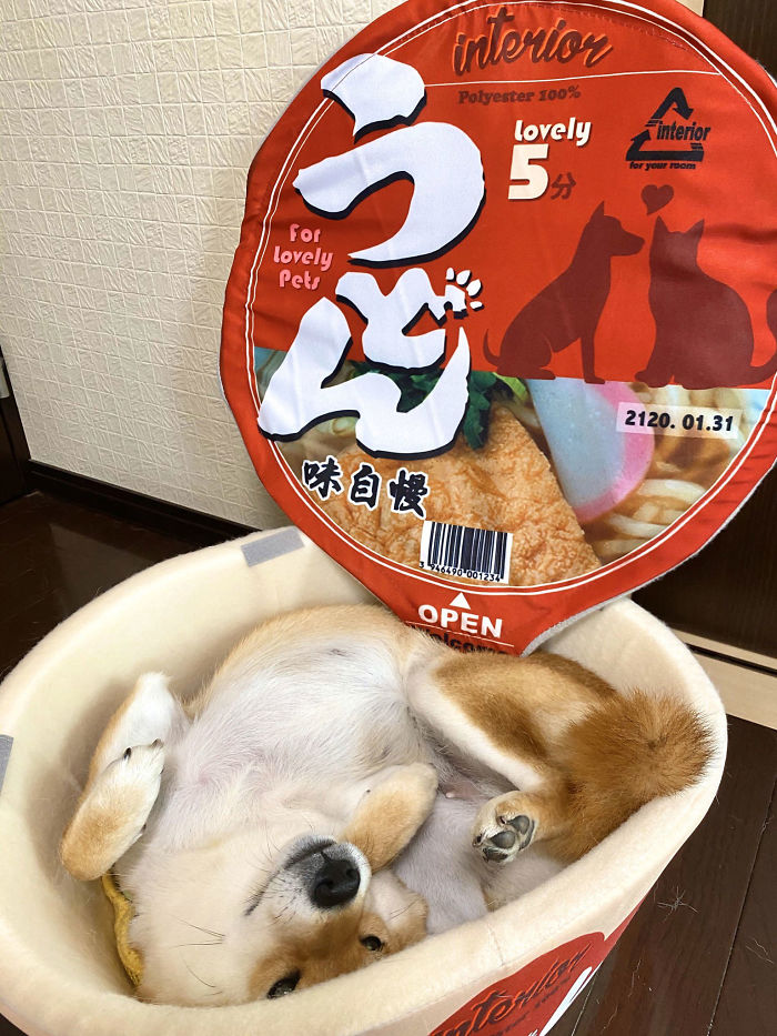 This Shiba Inu Napping Inside A Potato Chip Bag-Like Bed Is The Daily Dose Of Internet You Need Today (16 Pics) This Shiba Inu Napping Inside A Potato Chip Bag-Like Bed Is The Daily Dose Of Internet You Need Today (16 Pics)