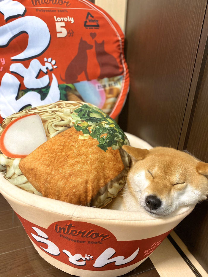 This Shiba Inu Napping Inside A Potato Chip Bag-Like Bed Is The Daily Dose Of Internet You Need Today (16 Pics) This Shiba Inu Napping Inside A Potato Chip Bag-Like Bed Is The Daily Dose Of Internet You Need Today (16 Pics)