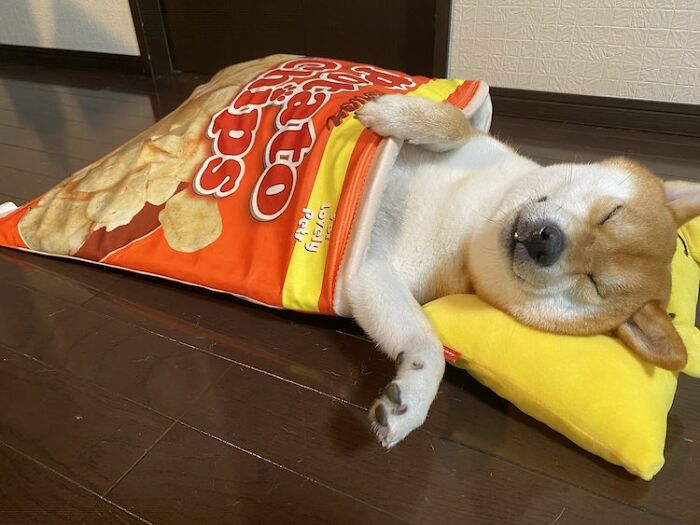 This Shiba Inu Napping Inside A Potato Chip Bag-Like Bed Is The Daily Dose Of Internet You Need Today (16 Pics)